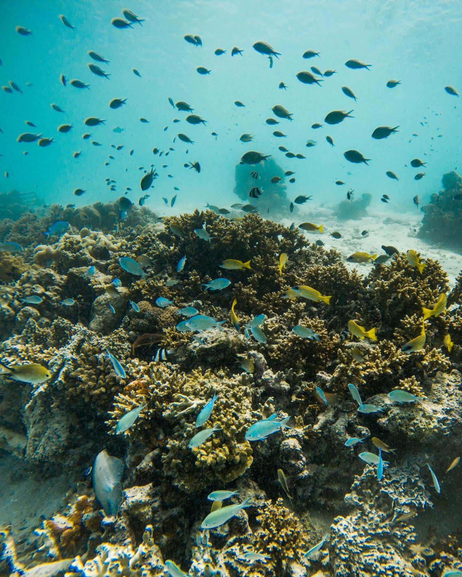 Grand Park Kodhipparu Maldives Hotell Baros Island Exteriör bild